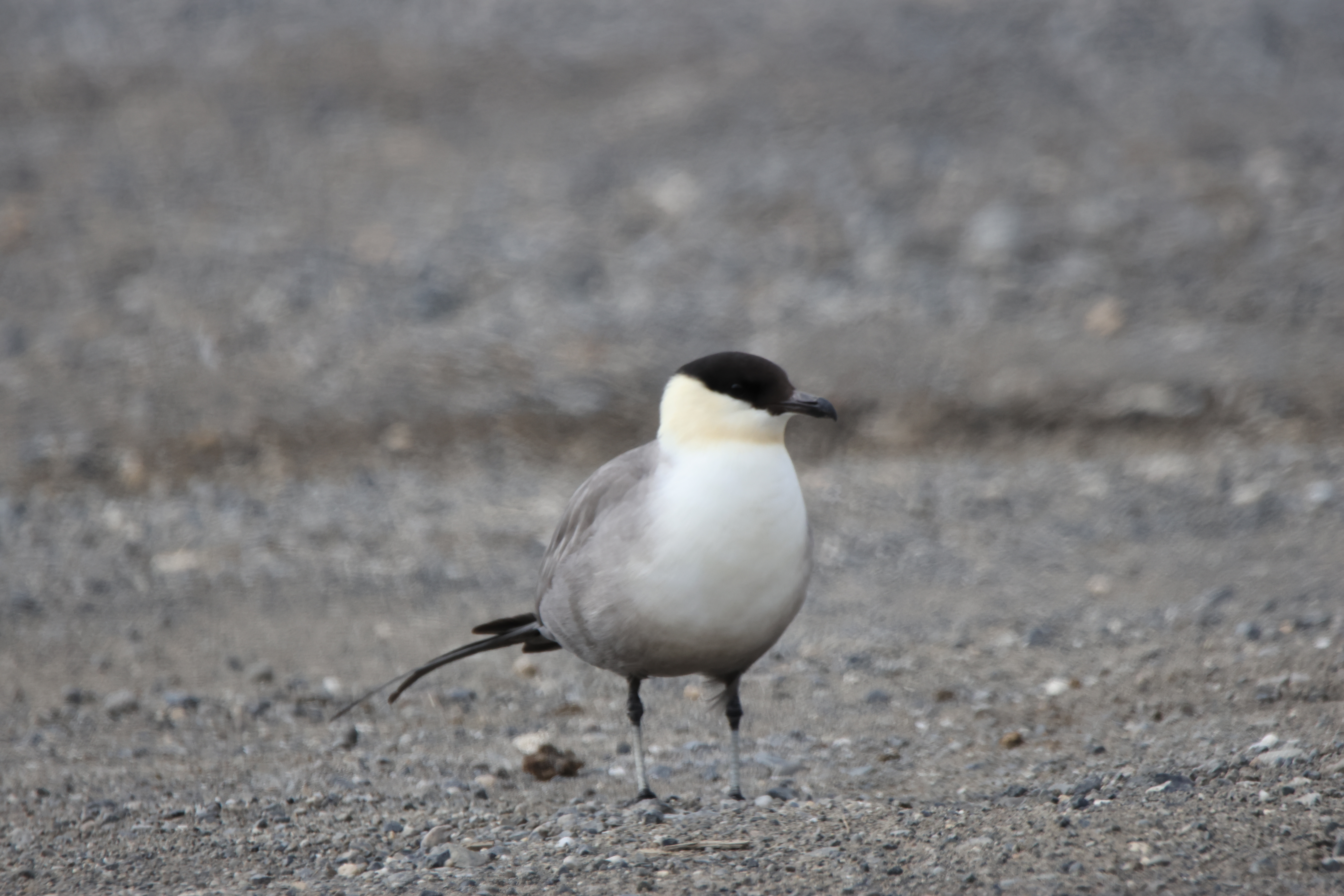 Long-tailed Jaeger